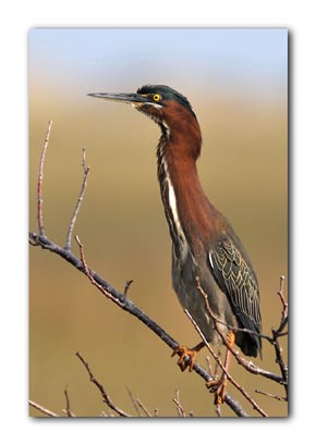 Little green Heron