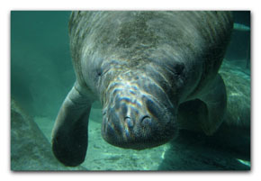 westindische Manatee