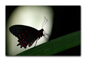 Schmetterling im Gegenlicht